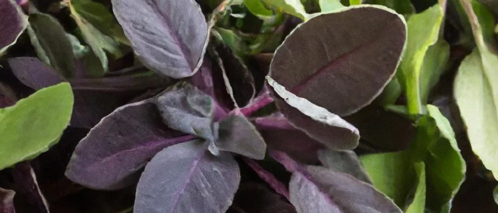 Diverse Boldo tea packaging variations on a wooden shelf