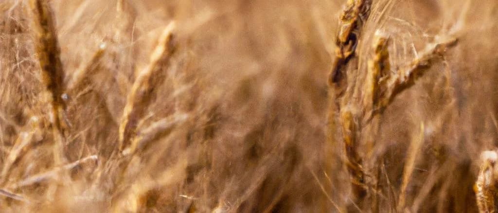 various types of Emmer Wheat varieties on a rustic wooden background