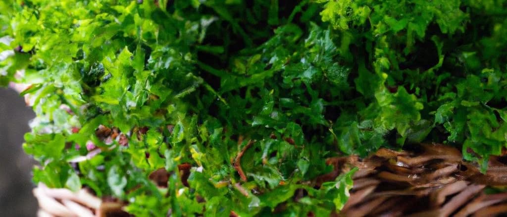 chervil-fresh-herb-bundles-assorted-green-background