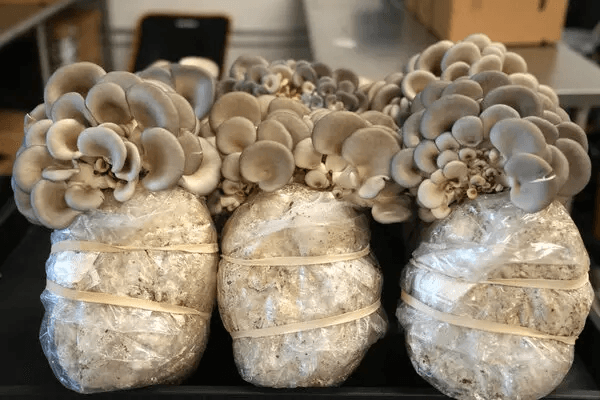 L'industrie alimentaire en expansion : cultiver sans gaspillage