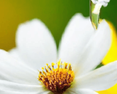 Essential Oil category