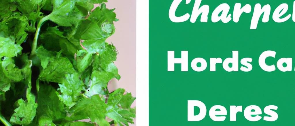 Fresh coriander leaves in various packaging options with natural background