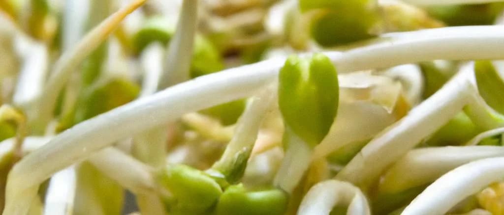 fresh mung bean sprouts with packaging variations