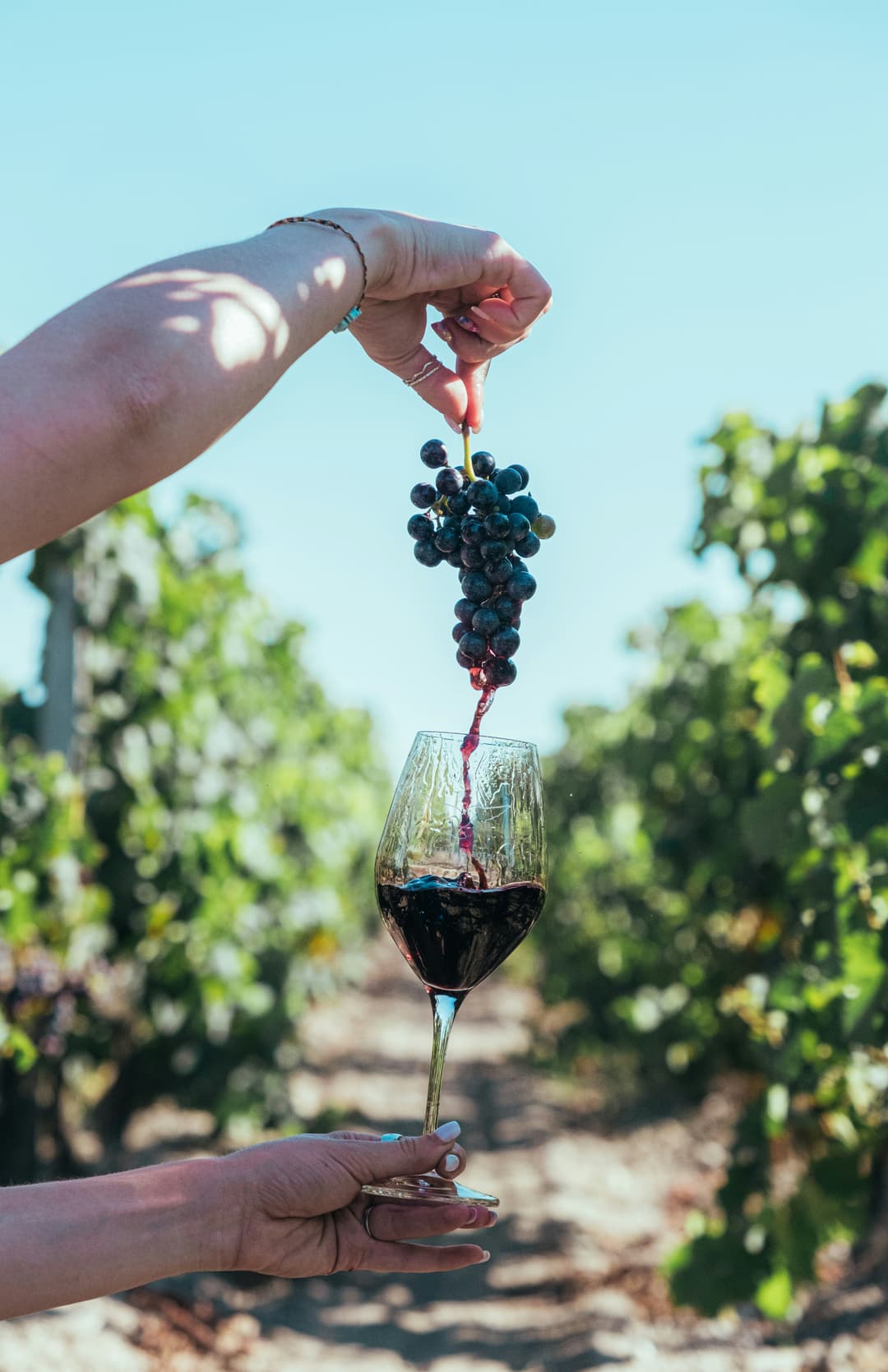 Grapes in a sunny vineyard with wine flowing into a glass