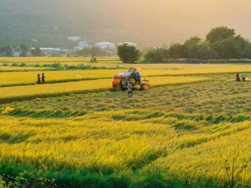 Los 10 principales países productores de arroz en 2025