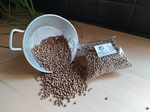 Photo Illustration Coriandre Graine