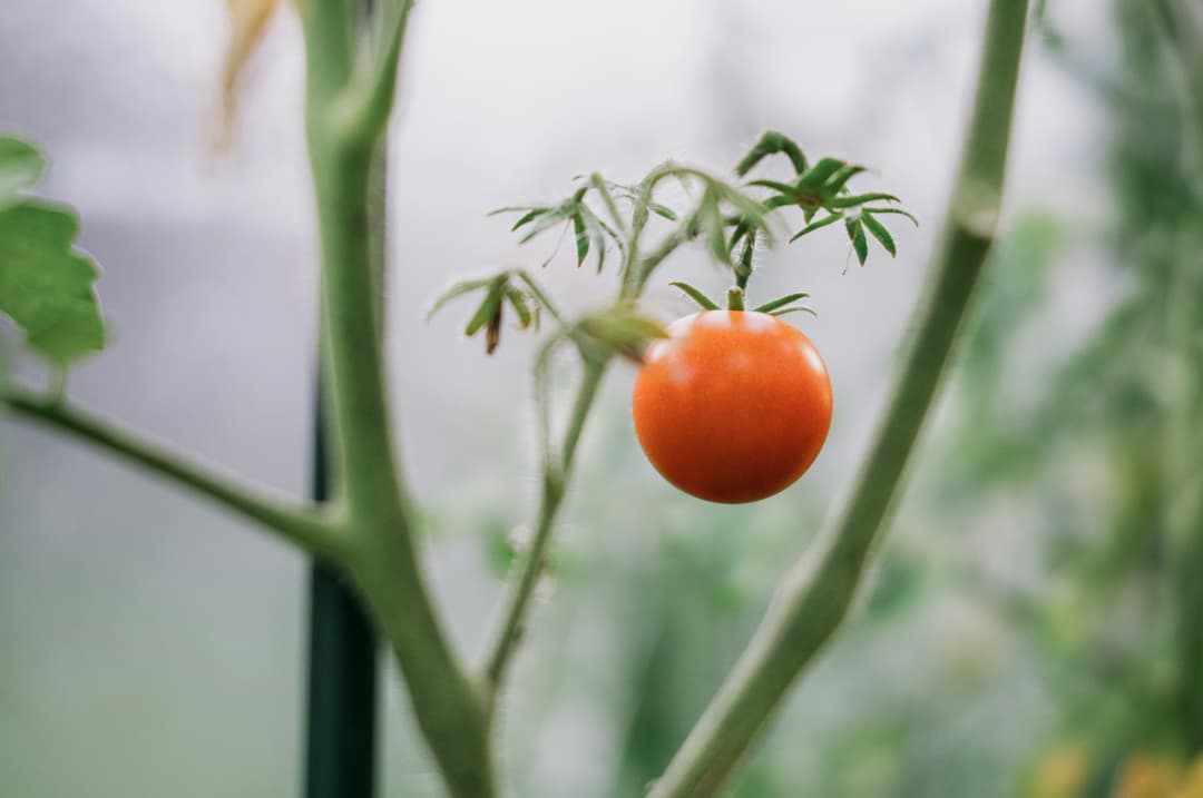 One single tomato hanging from the vine