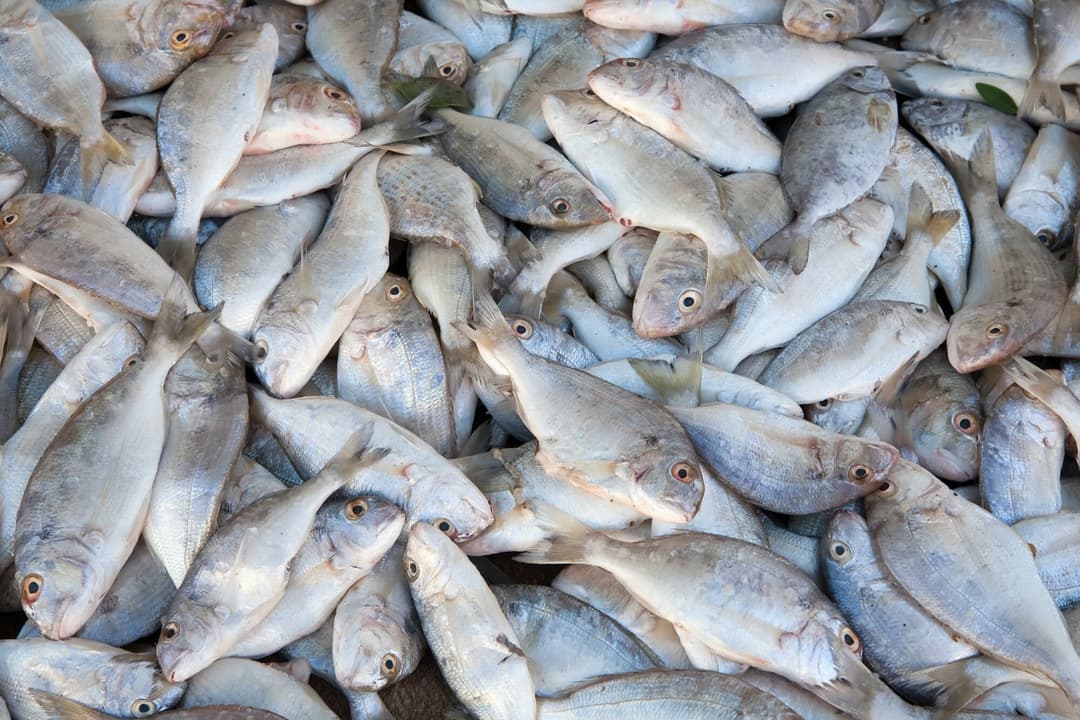 Precios de pescado al por mayor - Comprar pescado en grandes cantidades