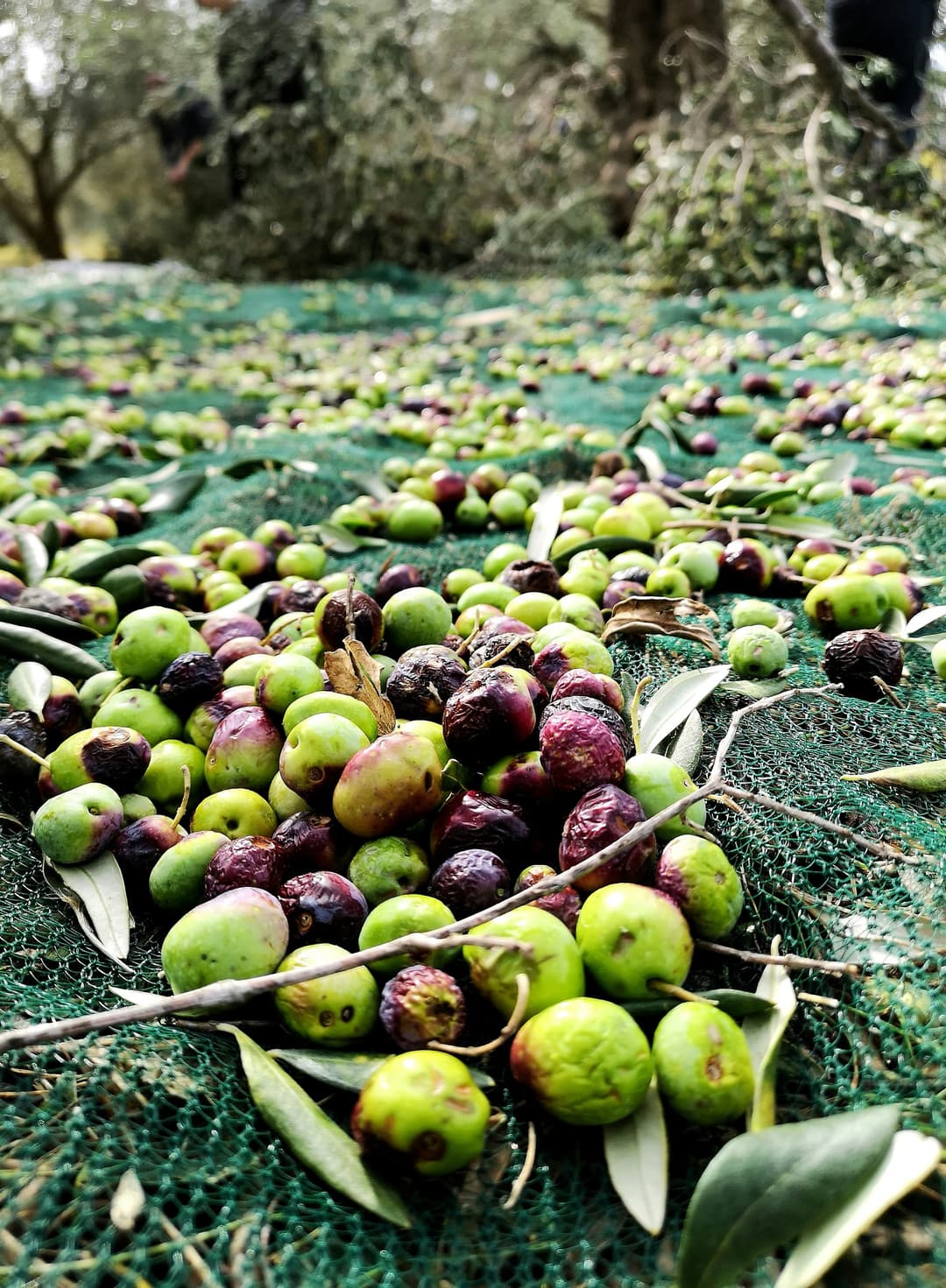 Harvesting Olives