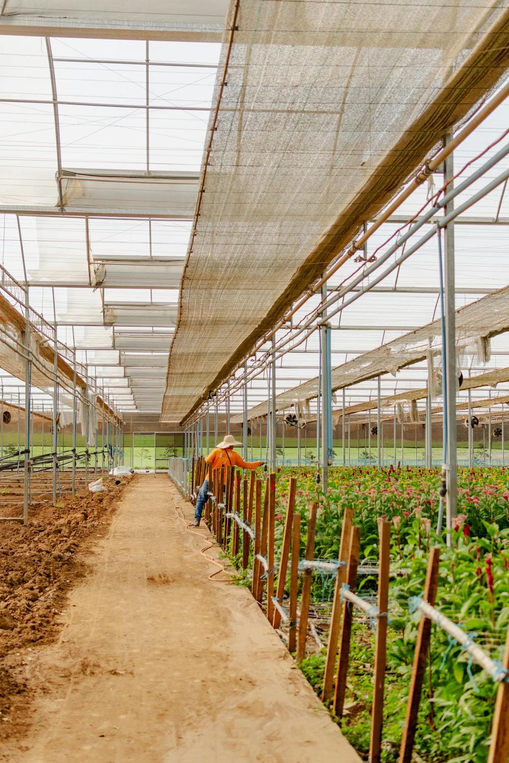 farmer-working-in-greenhouuse