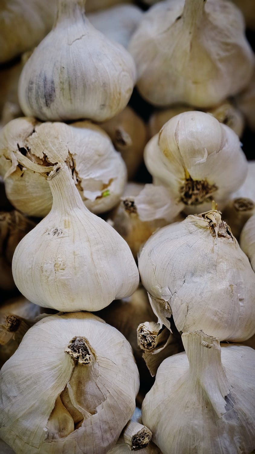 fresh garlic bulbs