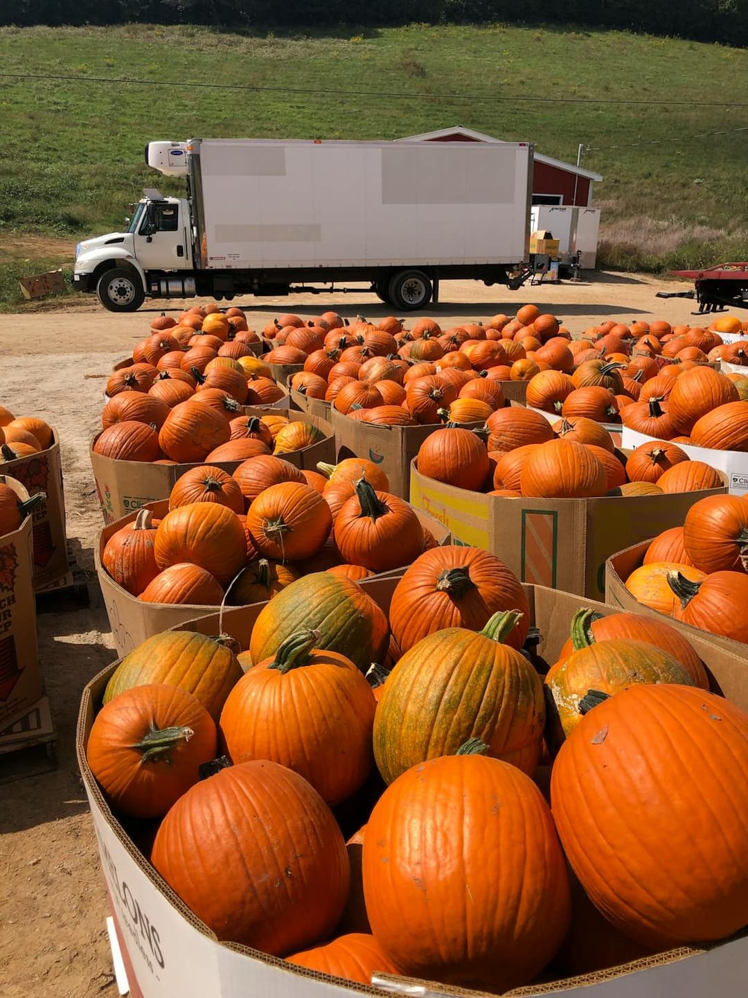 Pumpkin Harvest at a Rural Farm