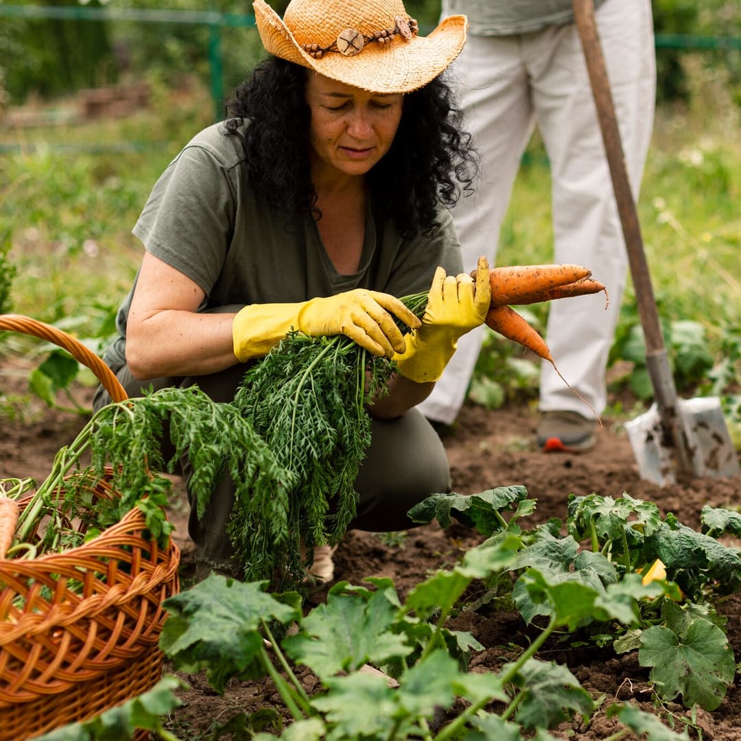 lady harvesting carrots