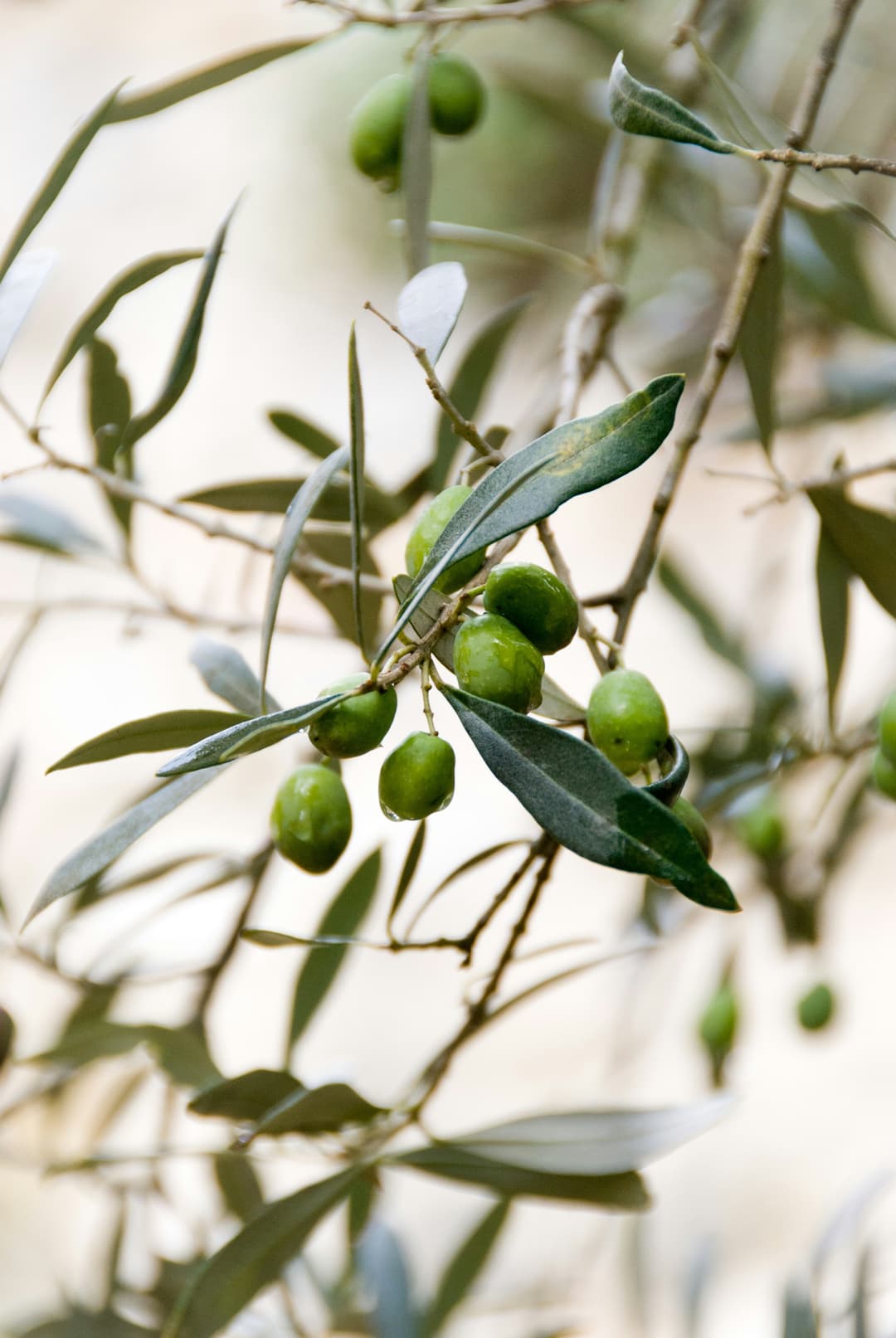 Olive Tree