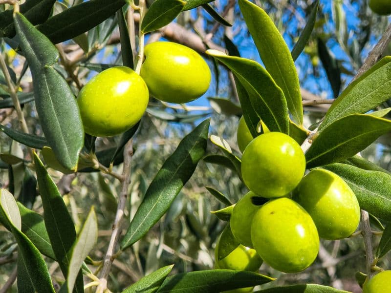 Principales productores de aceite de oliva en el mundo
