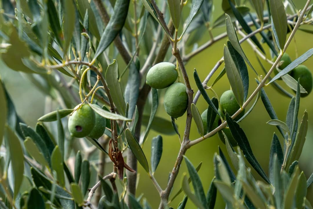 olive oil production