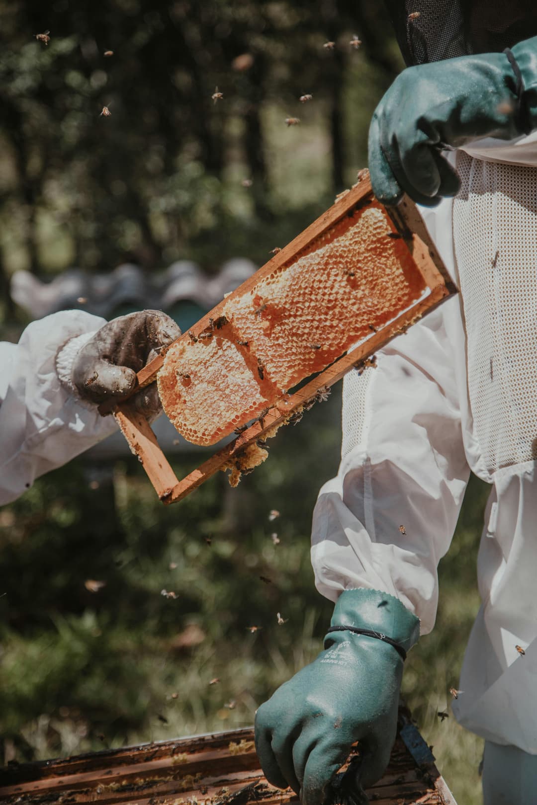 honey being extracted