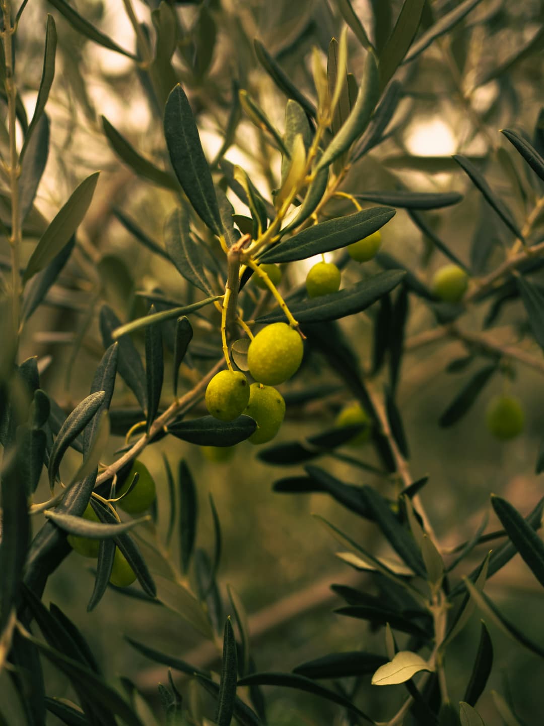 Olive oil tree