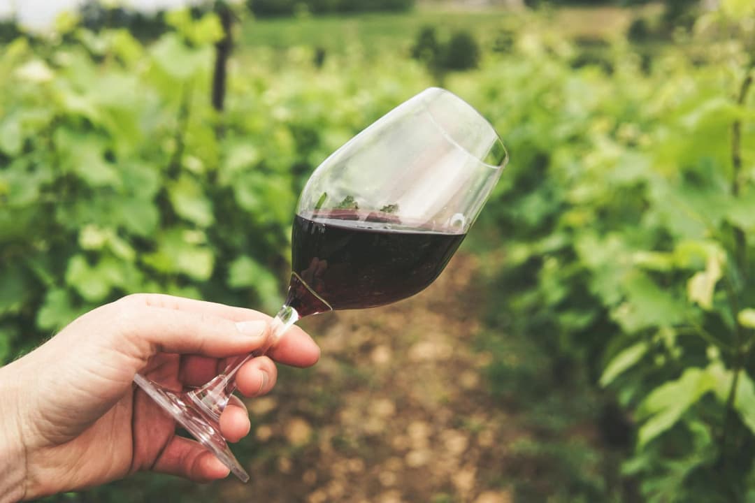 La experiencia del vino — Es más que solo una bebida