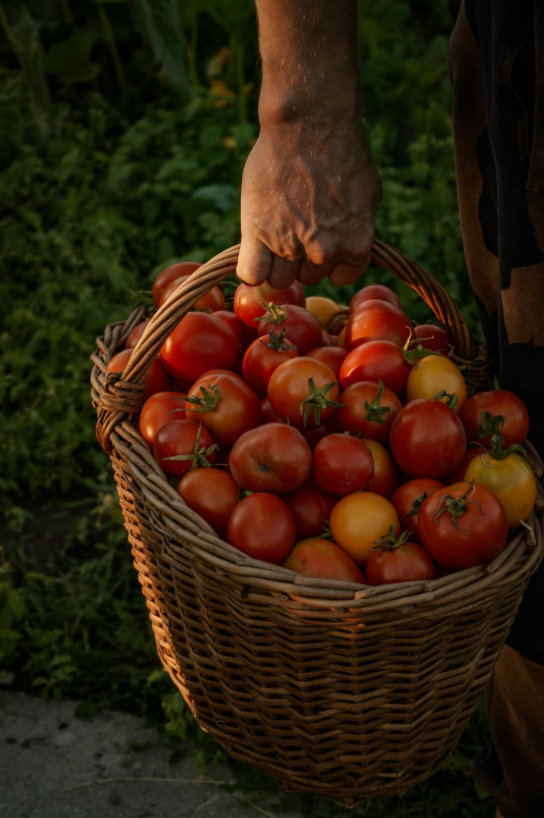 basket full of harvested tomatoes